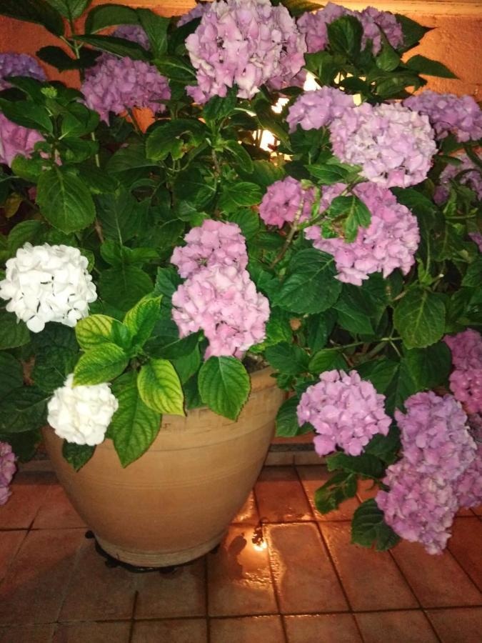 La Fenice مونتيفياسكون المظهر الخارجي الصورة